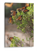 Mariposas monarca - Luis Rodrigo Magaña Andrade | Cuadro decorativo de Canvas Lab