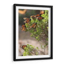 Mariposas monarca - Luis Rodrigo Magaña Andrade | Cuadro decorativo de Canvas Lab