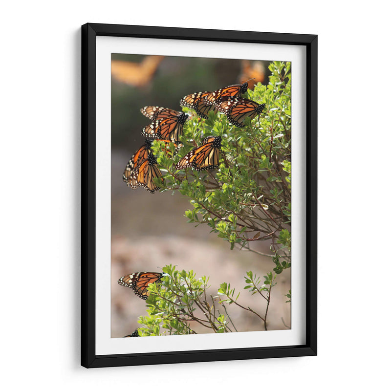 Mariposas monarca - Luis Rodrigo Magaña Andrade | Cuadro decorativo de Canvas Lab