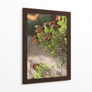 Mariposas monarca - Luis Rodrigo Magaña Andrade | Cuadro decorativo de Canvas Lab