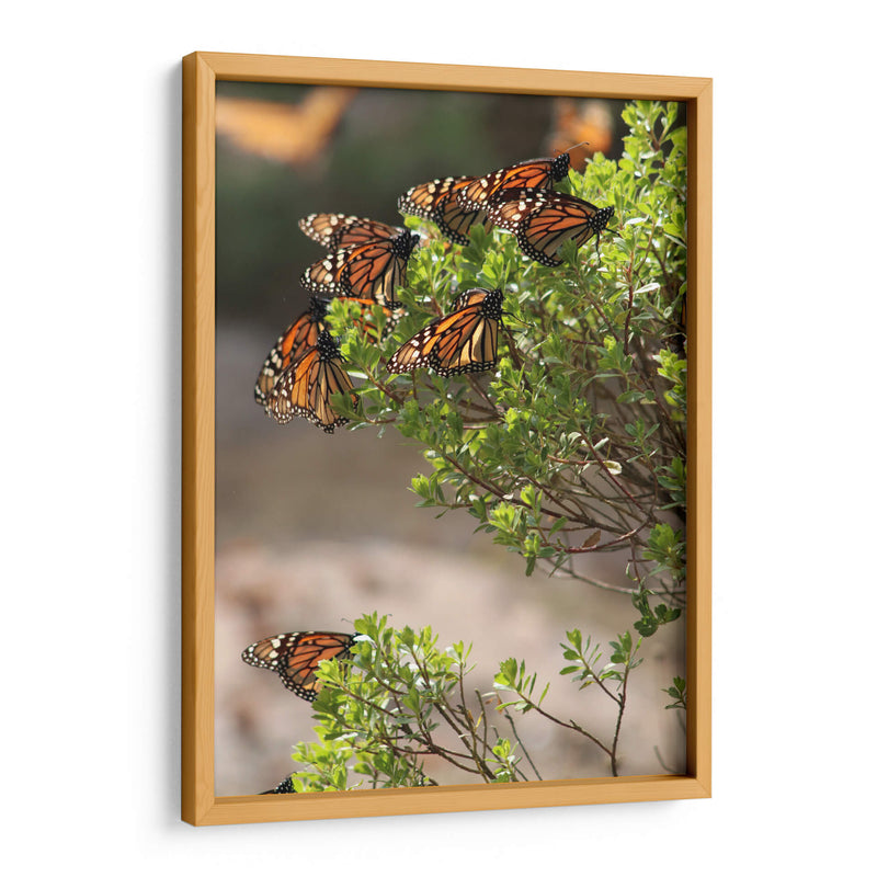 Mariposas monarca - Luis Rodrigo Magaña Andrade | Cuadro decorativo de Canvas Lab