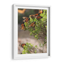 Mariposas monarca - Luis Rodrigo Magaña Andrade | Cuadro decorativo de Canvas Lab