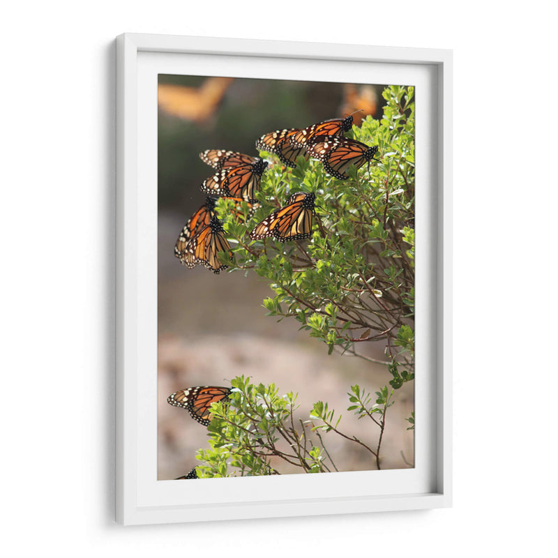 Mariposas monarca - Luis Rodrigo Magaña Andrade | Cuadro decorativo de Canvas Lab