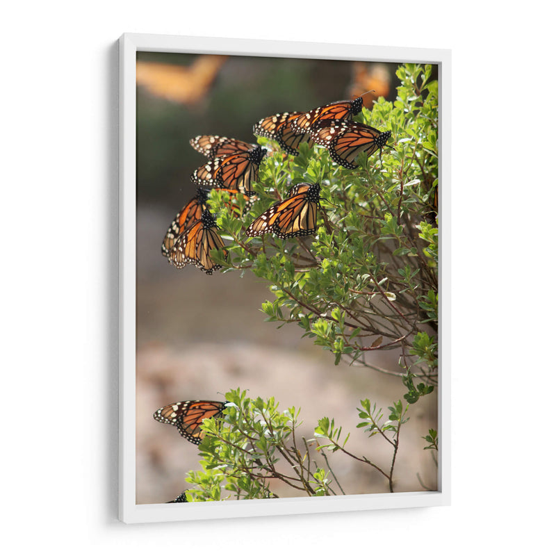 Mariposas monarca - Luis Rodrigo Magaña Andrade | Cuadro decorativo de Canvas Lab