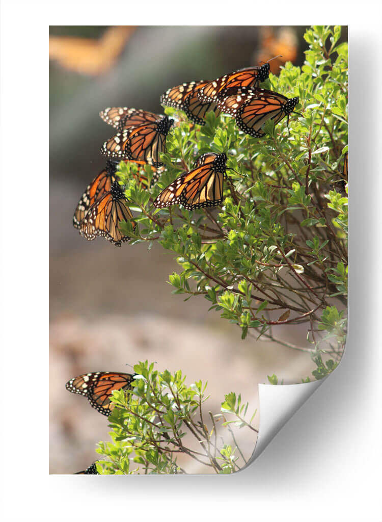 Mariposas monarca - Luis Rodrigo Magaña Andrade | Cuadro decorativo de Canvas Lab