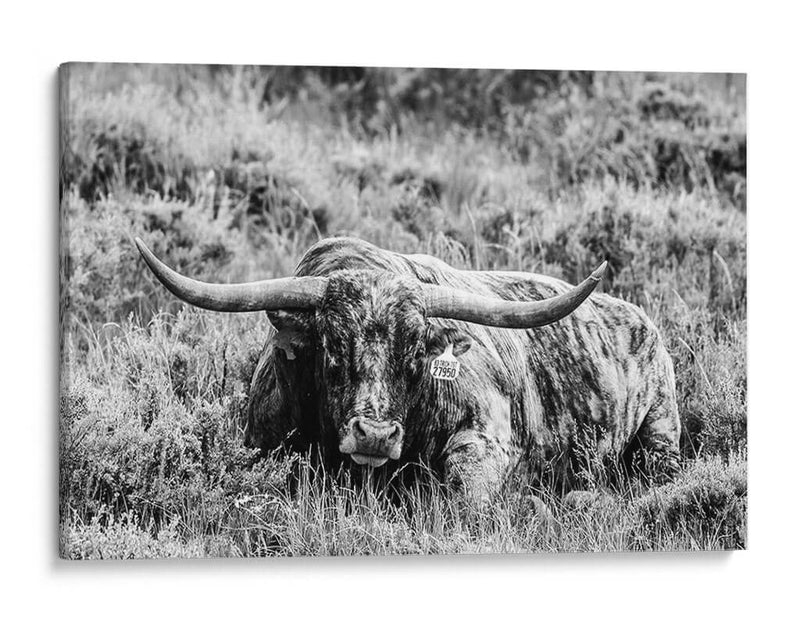 B Y W Longhorn Iii - Tyler Stockton | Cuadro decorativo de Canvas Lab