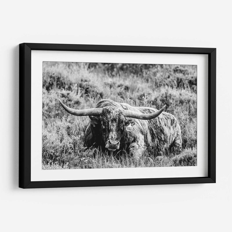 B Y W Longhorn Iii - Tyler Stockton | Cuadro decorativo de Canvas Lab