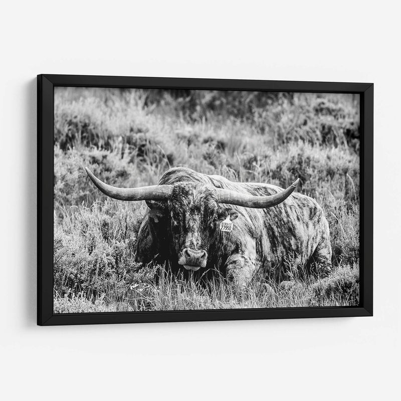 B Y W Longhorn Iii - Tyler Stockton | Cuadro decorativo de Canvas Lab