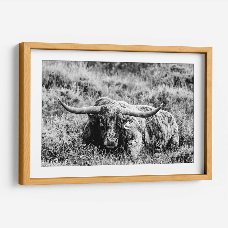 B Y W Longhorn Iii - Tyler Stockton | Cuadro decorativo de Canvas Lab