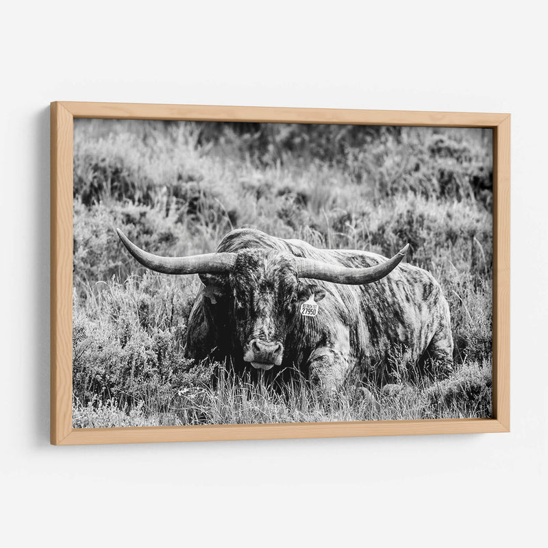 B Y W Longhorn Iii - Tyler Stockton | Cuadro decorativo de Canvas Lab