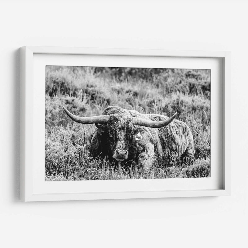 B Y W Longhorn Iii - Tyler Stockton | Cuadro decorativo de Canvas Lab