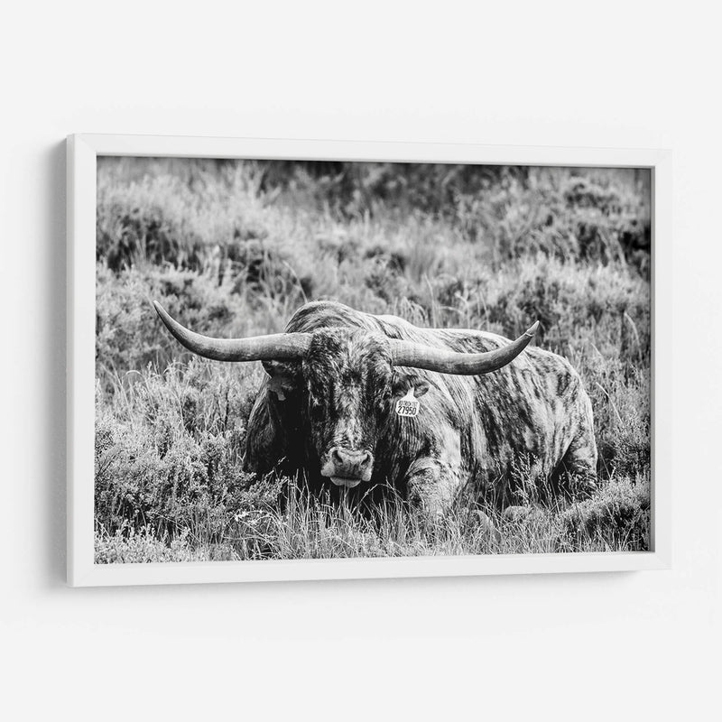 B Y W Longhorn Iii - Tyler Stockton | Cuadro decorativo de Canvas Lab