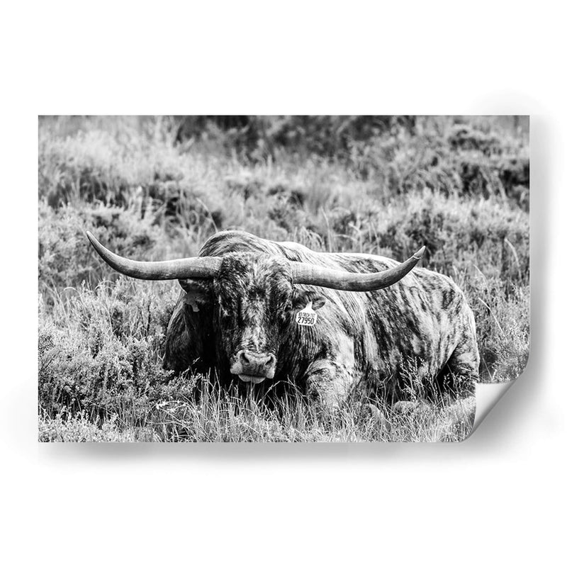 B Y W Longhorn Iii - Tyler Stockton | Cuadro decorativo de Canvas Lab