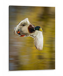 Vuelo Mallard I - Tyler Stockton | Cuadro decorativo de Canvas Lab