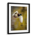 Vuelo Mallard I - Tyler Stockton | Cuadro decorativo de Canvas Lab