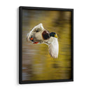 Vuelo Mallard I - Tyler Stockton | Cuadro decorativo de Canvas Lab