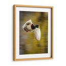 Vuelo Mallard I - Tyler Stockton | Cuadro decorativo de Canvas Lab