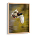 Vuelo Mallard I - Tyler Stockton | Cuadro decorativo de Canvas Lab