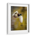 Vuelo Mallard I - Tyler Stockton | Cuadro decorativo de Canvas Lab