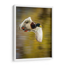 Vuelo Mallard I - Tyler Stockton | Cuadro decorativo de Canvas Lab