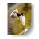 Vuelo Mallard I - Tyler Stockton | Cuadro decorativo de Canvas Lab