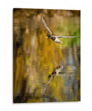 Vuelo Mallard Ii - Tyler Stockton | Cuadro decorativo de Canvas Lab