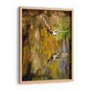 Vuelo Mallard Ii - Tyler Stockton | Cuadro decorativo de Canvas Lab