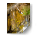 Vuelo Mallard Ii - Tyler Stockton | Cuadro decorativo de Canvas Lab