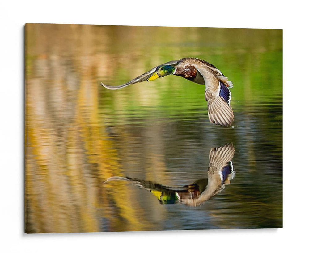Vuelo Mallard Iii - Tyler Stockton | Cuadro decorativo de Canvas Lab