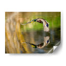 Vuelo Mallard Iii - Tyler Stockton | Cuadro decorativo de Canvas Lab