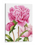 Peonies Winsome Ii - Grace Popp | Cuadro decorativo de Canvas Lab