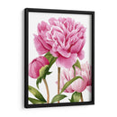 Peonies Winsome Ii - Grace Popp | Cuadro decorativo de Canvas Lab