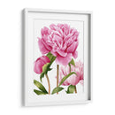 Peonies Winsome Ii - Grace Popp | Cuadro decorativo de Canvas Lab