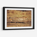 Guepardo en el Serengueti | Cuadro decorativo de Canvas Lab