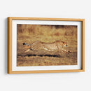 Guepardo en el Serengueti | Cuadro decorativo de Canvas Lab