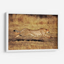 Guepardo en el Serengueti | Cuadro decorativo de Canvas Lab