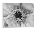 B Y W Peony Ii - Franklin Kearney | Cuadro decorativo de Canvas Lab