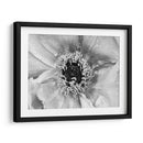 B Y W Peony Ii - Franklin Kearney | Cuadro decorativo de Canvas Lab