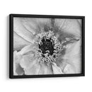 B Y W Peony Ii - Franklin Kearney | Cuadro decorativo de Canvas Lab