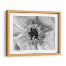 B Y W Peony Ii - Franklin Kearney | Cuadro decorativo de Canvas Lab
