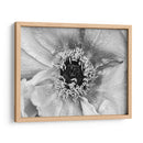 B Y W Peony Ii - Franklin Kearney | Cuadro decorativo de Canvas Lab