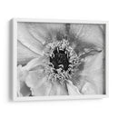 B Y W Peony Ii - Franklin Kearney | Cuadro decorativo de Canvas Lab