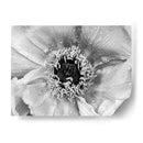 B Y W Peony Ii - Franklin Kearney | Cuadro decorativo de Canvas Lab