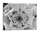B Y W Peony Iii - Franklin Kearney | Cuadro decorativo de Canvas Lab