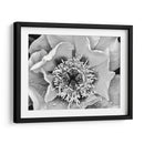 B Y W Peony Iii - Franklin Kearney | Cuadro decorativo de Canvas Lab