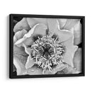 B Y W Peony Iii - Franklin Kearney | Cuadro decorativo de Canvas Lab