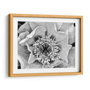 B Y W Peony Iii - Franklin Kearney | Cuadro decorativo de Canvas Lab