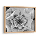 B Y W Peony Iii - Franklin Kearney | Cuadro decorativo de Canvas Lab