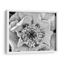 B Y W Peony Iii - Franklin Kearney | Cuadro decorativo de Canvas Lab