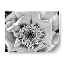 B Y W Peony Iii - Franklin Kearney | Cuadro decorativo de Canvas Lab